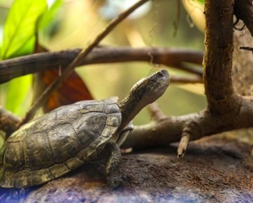 Ensure your tortoises receive essential amino acids with All Aminos, a nutritional supplement available at Kapidolo Farms in Bonsall, California.