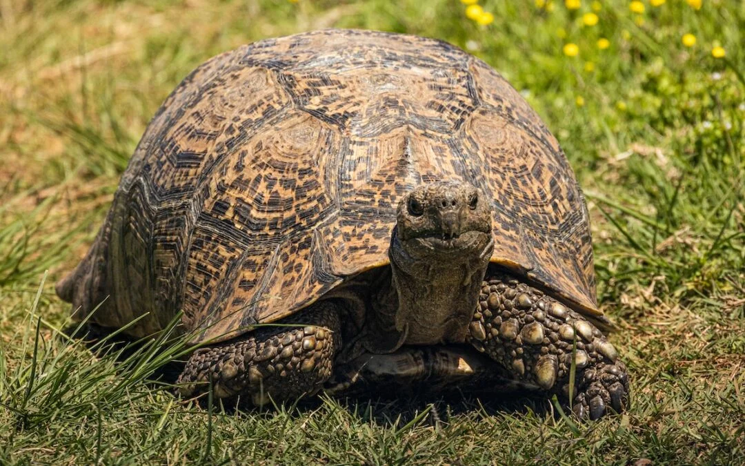 The Ultimate Guide to Feeding Your Tortoise: A Complete Nutritional Plan