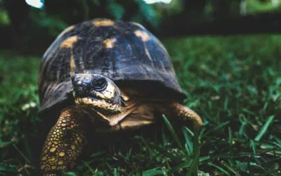 Shell Game: The Complete Guide to Caring for Your Leopard Tortoise
