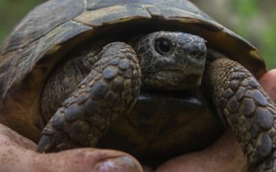 Slow and Steady: Why a Pet Tortoise Could Be the Perfect Companion