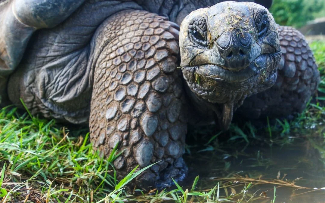 Pet Tortoise Care: What You Need to Know