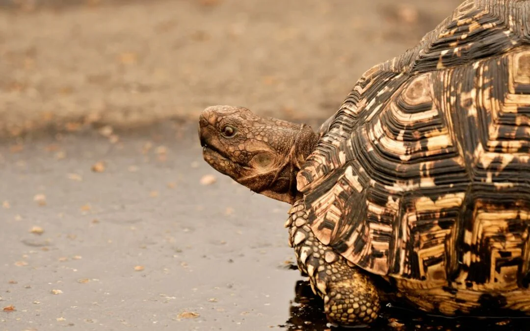 How Long Do Tortoises and Turtles Live?