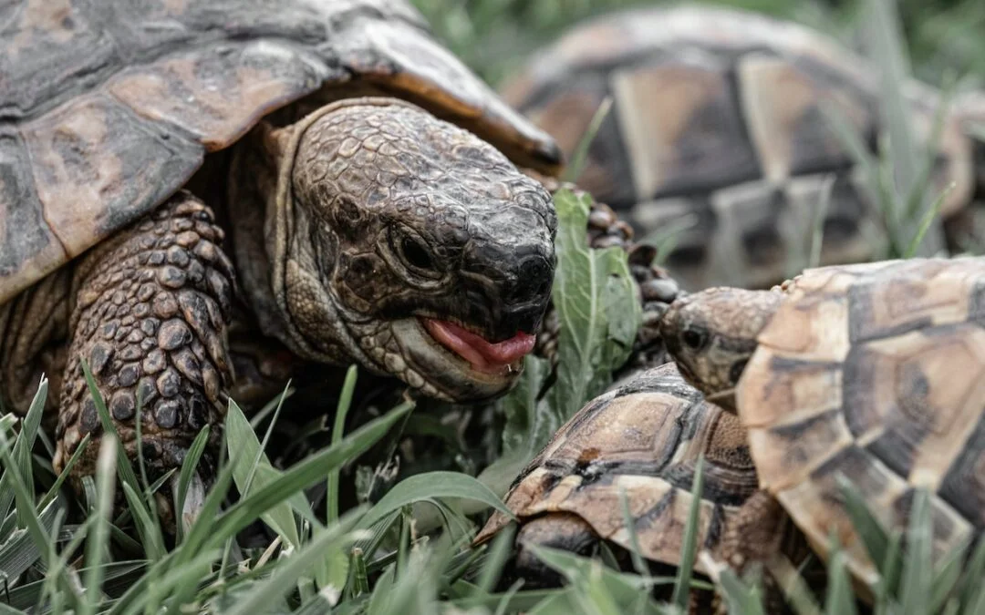 Which Tortoise Breed Should You Get?