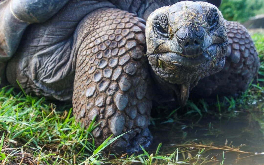 10 Amazing Facts About Tortoises