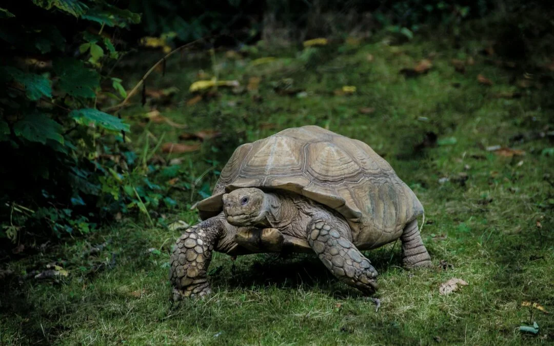 What Are The Mistakes To Avoid When Taking Care Of A Tortoise?