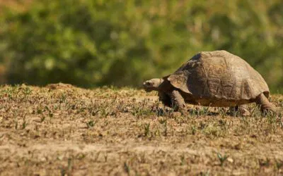 Tailoring Food and Supplies at Every Stage of Your Tortoise’s Growth