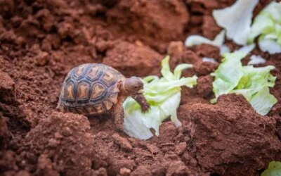 Should You Get Tortoise as a Pet? (A Guide)