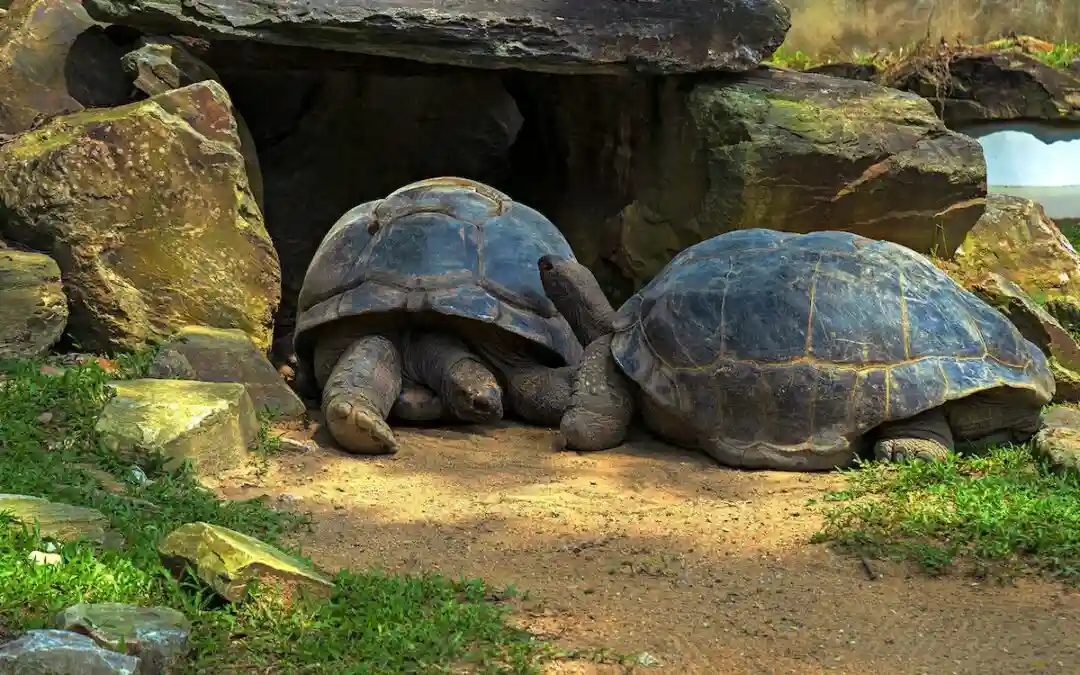 Sun, Soil, and Security: How to Create the Perfect Outdoor Tortoise Enclosure