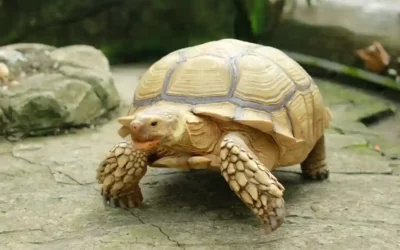 How Do I Choose the Right Tortoise for My Family? 7 Essential Tips for a Perfect Match