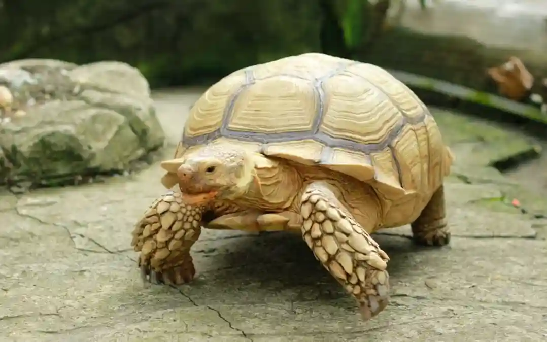 How Do I Choose the Right Tortoise for My Family? 7 Essential Tips for a Perfect Match