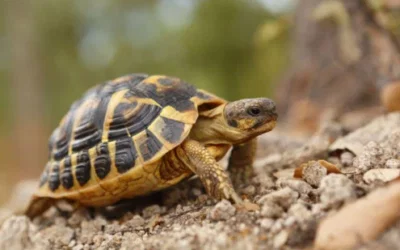 Guide to Buy Tortoise Food That Encourages Healthy Growth