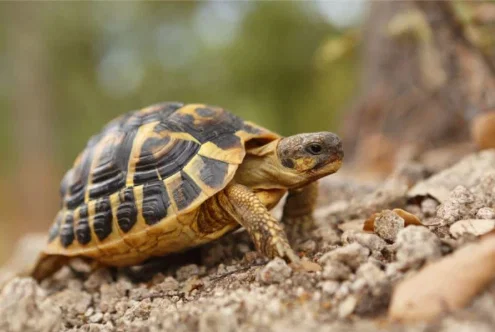 Guide to Buy Tortoise Food That Encourages Healthy Growth