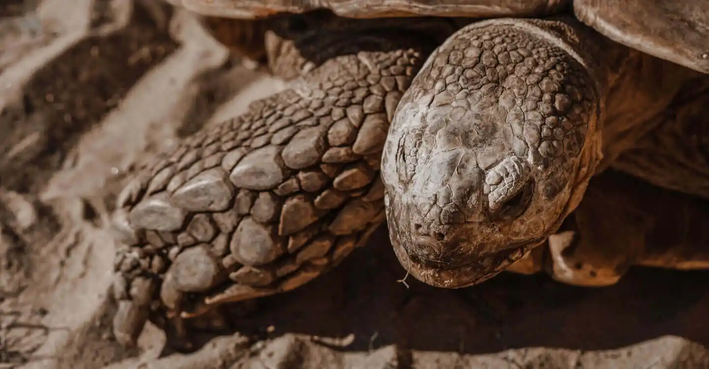 All Tortoise – All the Time