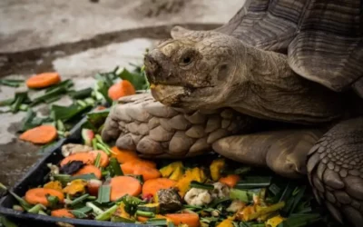 What Is Backyard Harvest Tortoise Food, and Why Does Variety Matter?