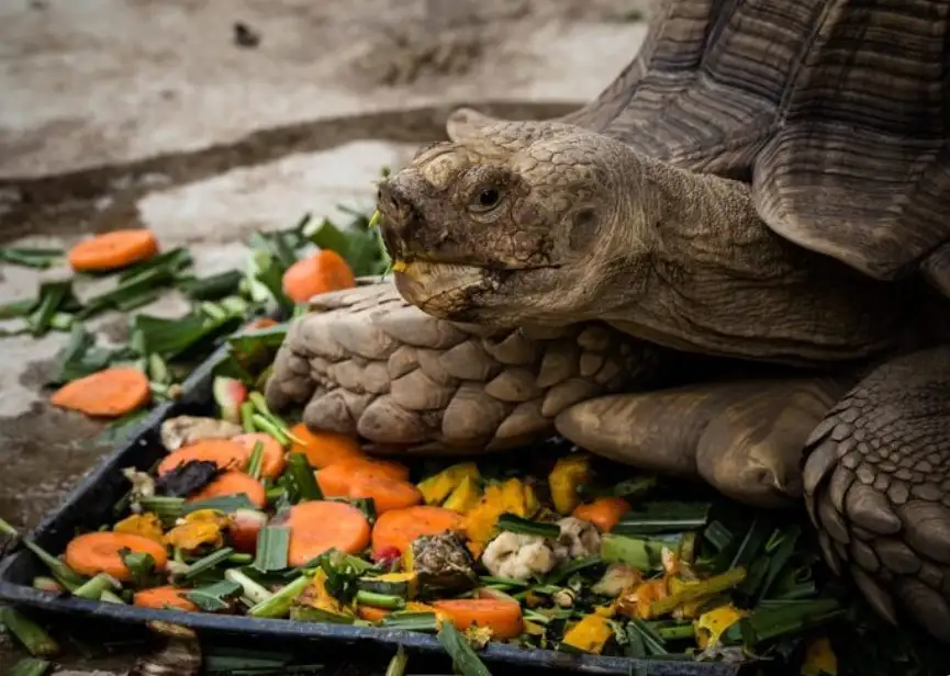 What Is Backyard Harvest Tortoise Food, and Why Does Variety Matter?