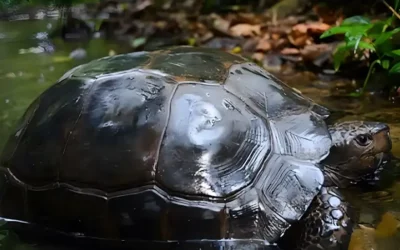 Tortoise Care Essentials: What to Buy Before Bringing Your Tortoise Home